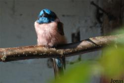 Vogelpark Heppenheim