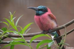 Meropidae