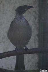 Vogelpark Heppenheim