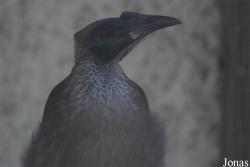 Vogelpark Heppenheim