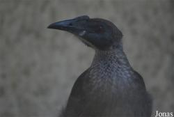 Vogelpark Heppenheim
