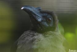 Vogelpark Heppenheim