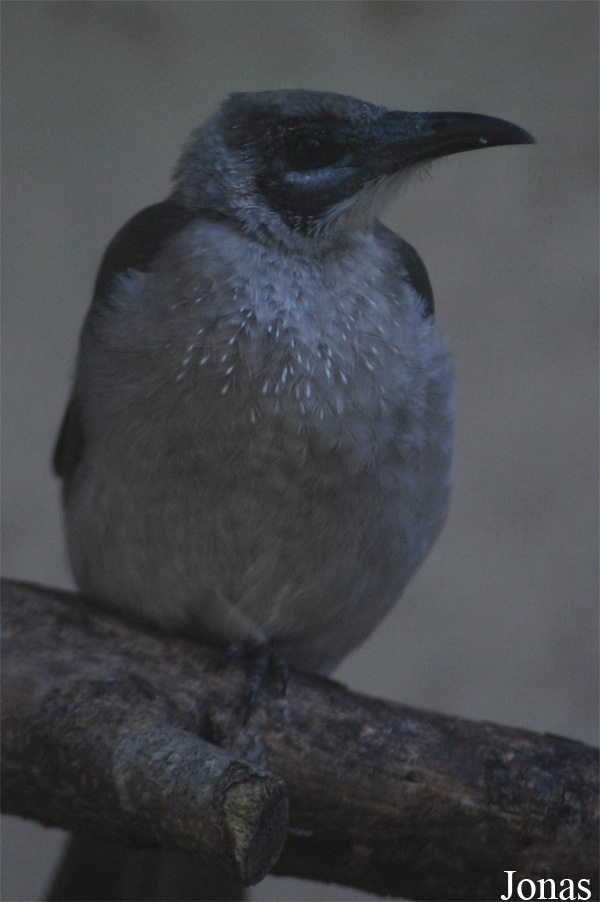 Vogelpark Heppenheim