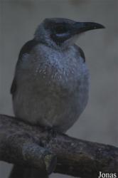 Vogelpark Heppenheim