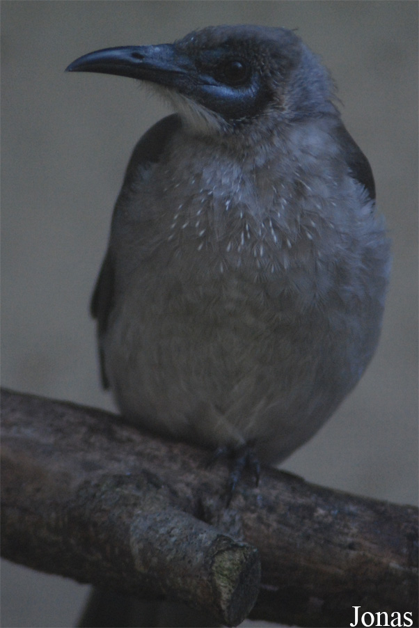 Vogelpark Heppenheim