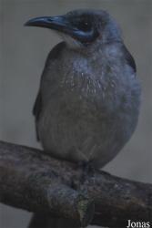 Vogelpark Heppenheim