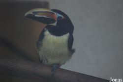 Vogelpark Heppenheim