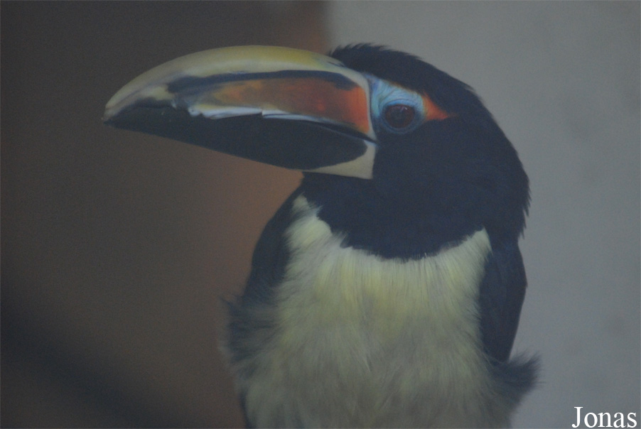 Vogelpark Heppenheim