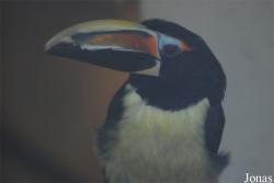 Vogelpark Heppenheim