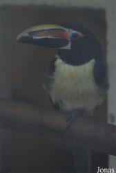Vogelpark Heppenheim