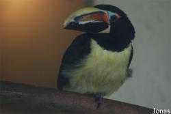 Vogelpark Heppenheim