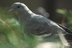 Vogelpark Heppenheim