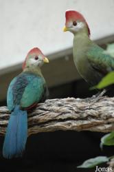 Tierpark Hagenbeck