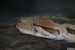 Python molurus