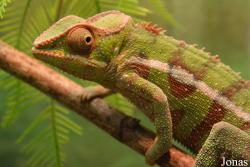 Furcifer pardalis