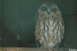 Ninox boobook