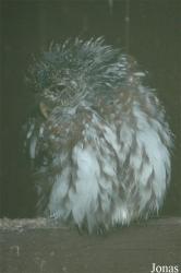 Vogelpark Niendorf