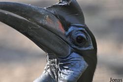 Bucorvidae
