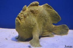 Lophiiformes
