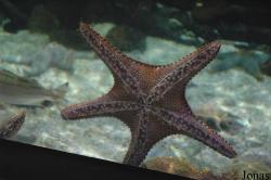 Shanghai Ocean Aquarium