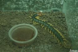 Scolopendra sp.