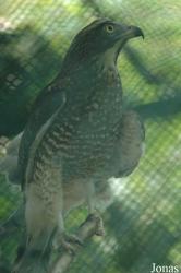 Butastur indicus