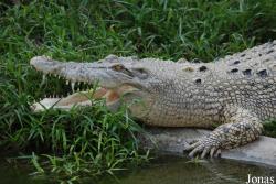 Crocodilia