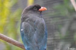 Eurystomus orientalis