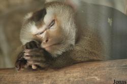 Macaca nemestrina