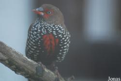 Vogelpark Heppenheim