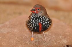 Emblema pictum