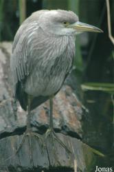 Vogelpark Niendorf