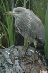Vogelpark Niendorf
