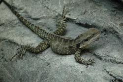 Tierpark Hagenbeck