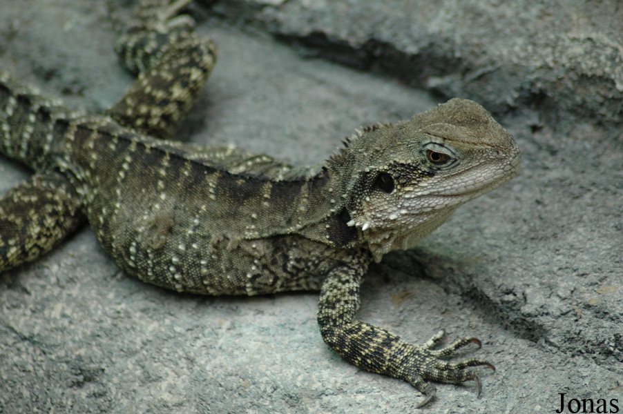 Tierpark Hagenbeck