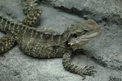 Tierpark Hagenbeck