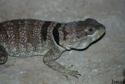 Opluridae
