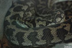 Morelia spilota