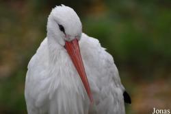 Ciconia ciconia