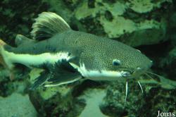 Phractocephalus hemioliopterus