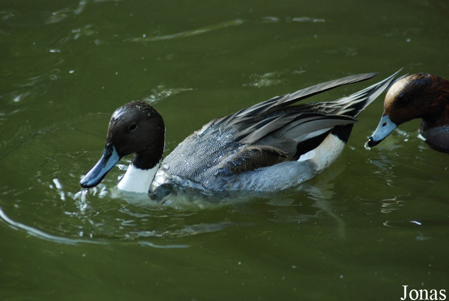 Luisenpark Mannheim