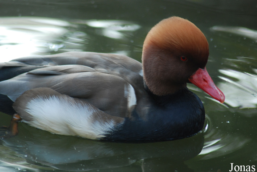 Luisenpark Mannheim