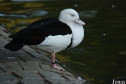 Luisenpark Mannheim