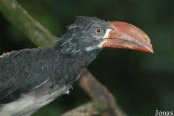 Lophoceros alboterminatus