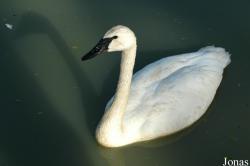 Cygnus buccinator