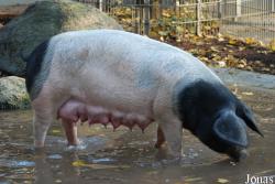 Cochon Schwäbisch-Hällische Landschwein