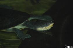 Phrynops nasutus