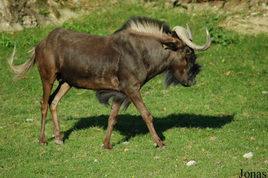 CERZA