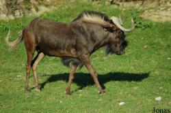 CERZA