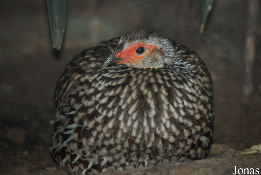 Zoo Landau in der Pfalz